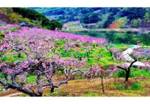 베스트갤러리 - 복사꽃 피는 두메산골