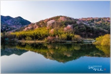 베스트갤러리 - 산벚꽃