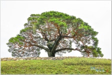 베스트갤러리 - 솔고개소나무