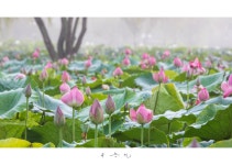 베스트갤러리 - 궁남지