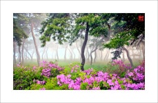 베스트갤러리 - 솔밭풍경