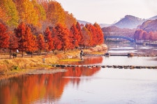 베스트갤러리 - 담양 관방제림 추경