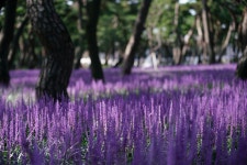 베스트갤러리 - 솔밭풍경