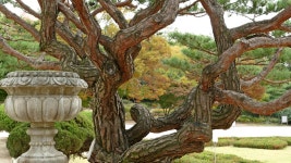 베스트갤러리 - 노송