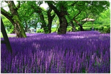 베스트갤러리 - 성밖 숲