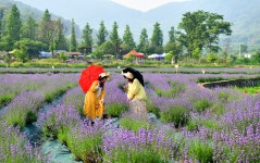 베스트갤러리 - 사라실 라벤더