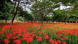 베스트갤러리 - 불갑가 상사화
