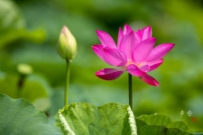 베스트갤러리 - 연밭에서