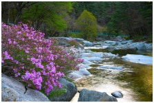 베스트갤러리 - 월성 봄 계곡