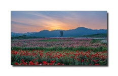 베스트갤러리 - 뚝방의 아침