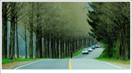 베스트갤러리 - 메타 가로수 길