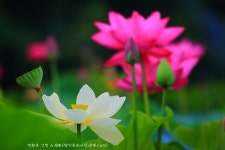 베스트갤러리 - 연화로 그린 수채화