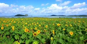 베스트갤러리 - 난정리 해바라기