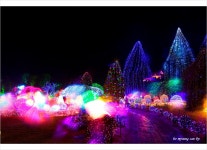 베스트갤러리 - 수목원 의 별빛 축제