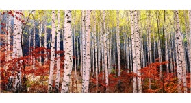 베스트갤러리 - 자작나무 숲