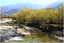 베스트갤러리 - 산동면 산수유