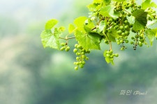 베스트갤러리 - 싱그럽게 자라는 머루