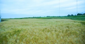 베스트갤러리 - 추억의 보리밭