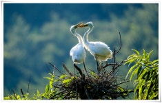 베스트갤러리 - 백로 한쌍 #1