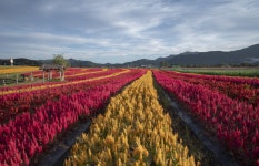 베스트갤러리 - 고석정 꽃밭
