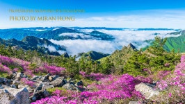 베스트갤러리 - 봄 설악