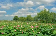 베스트갤러리 - 연밭