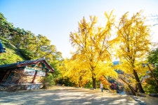 베스트갤러리 - 은행나무와 함께