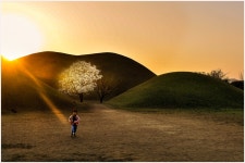 베스트갤러리 - 대릉원 봄소식