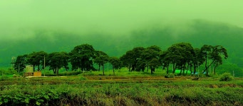 베스트갤러리 - 안개속의 송림숲