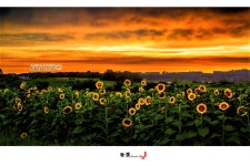 베스트갤러리 - 안성목장