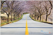 베스트갤러리 - 합천호백리벚꽃길