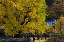 베스트갤러리 - 금시당의 가을