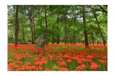 베스트갤러리 - 직지사 꽃무릇..