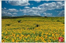 베스트갤러리 - 고창학원농장