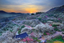 베스트갤러리 - 향기로운 매화동산