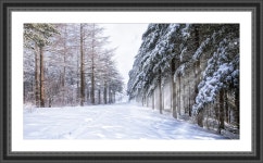 베스트갤러리 - 대관령