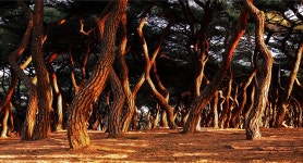 베스트갤러리 - 흥덕왕릉