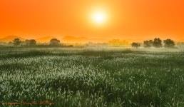베스트갤러리 - 소래 삘기