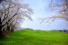 베스트갤러리 - 벚꽃향기