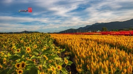 베스트갤러리 - 고석정 화원.....