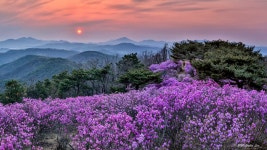 베스트갤러리 - 가현산 진달래