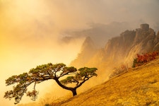 베스트갤러리 - 소나무풍경1