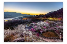 베스트갤러리 - 매화마을