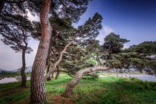 베스트갤러리 - 솔숲의 향기