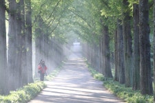베스트갤러리 - 나주 낭만의 길(전라남도 산림자원 연구소)