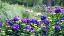 베스트갤러리 - 수국길 따라