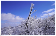 베스트갤러리 - 눈꽃이 아름답던 날에