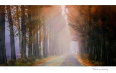 베스트갤러리 - 용담호로 가던 길 ------