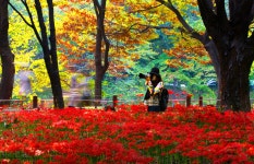 베스트갤러리 - 단풍속 꽃무릇