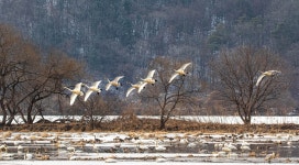 베스트갤러리 - 경안천 고니